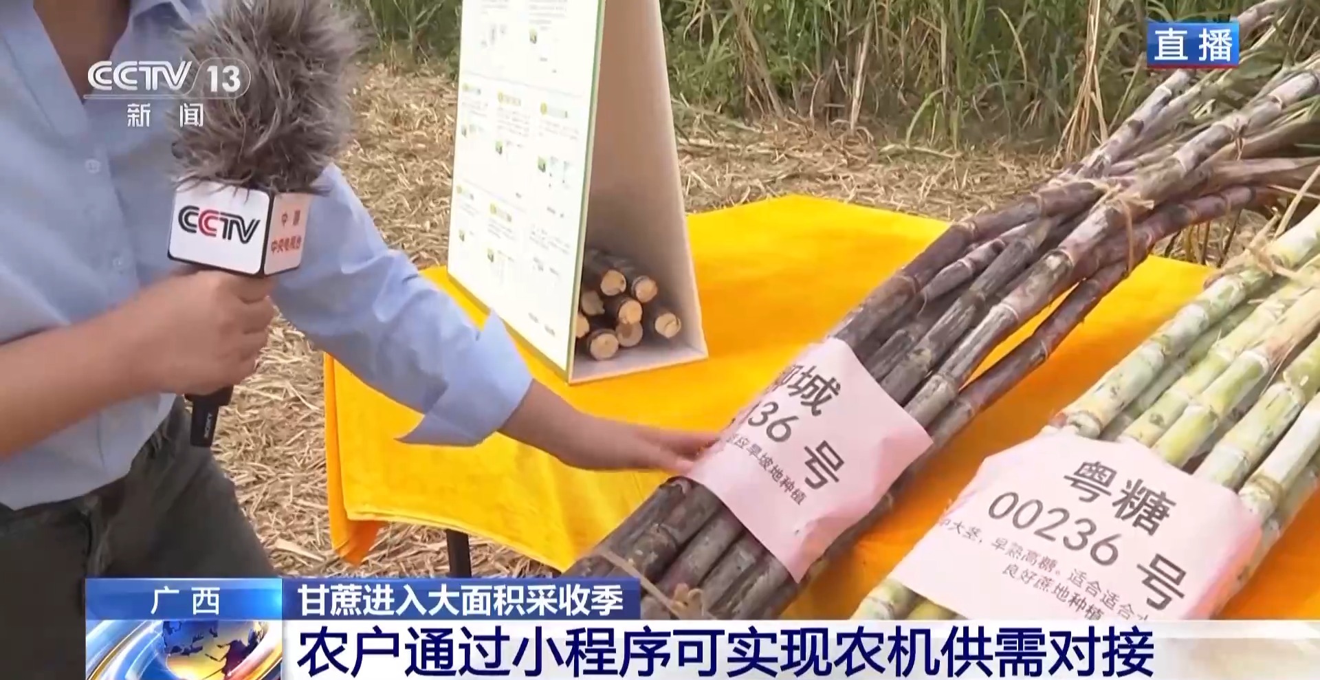 从“榨糖”到“超级电容”揭秘广西甘蔗的甜蜜产业链(图3)